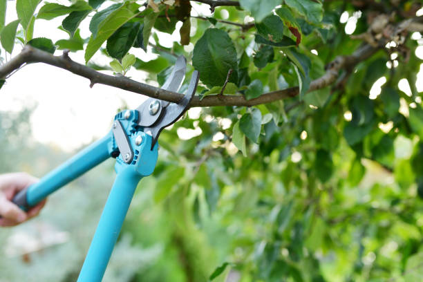 Tree Removal for Businesses in Emory, VA